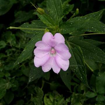 Image of Broad-petaled Balsam