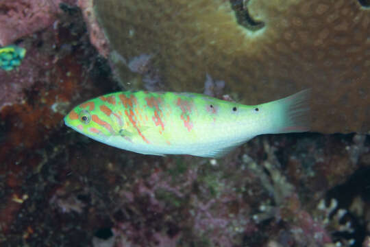 Image of Parrotfish