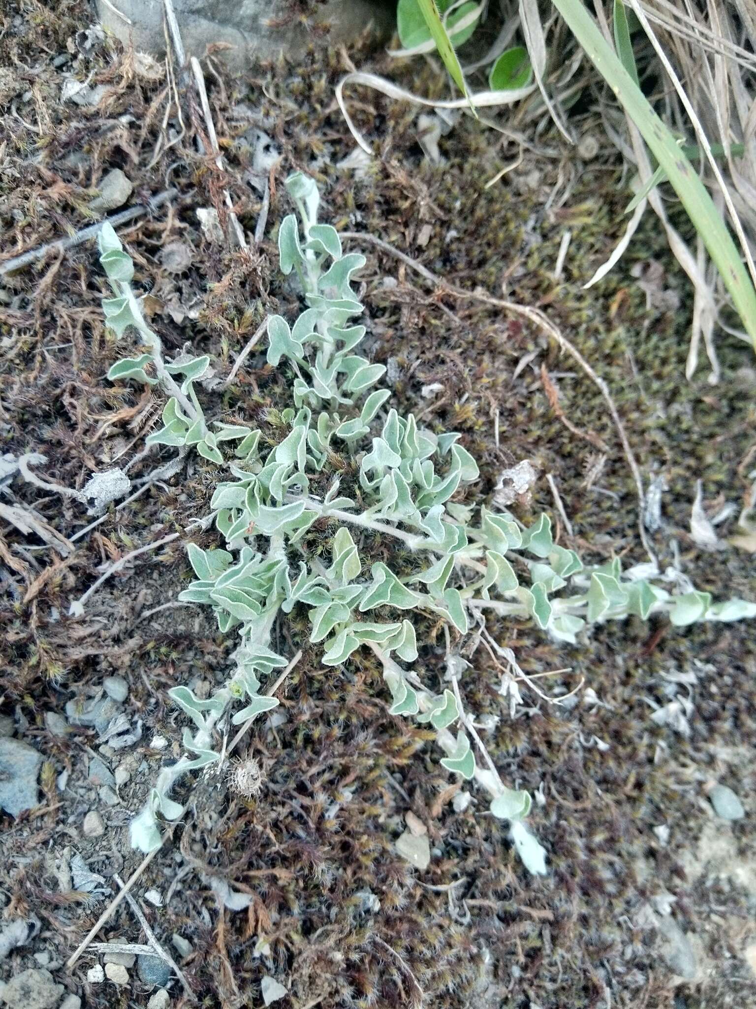 Image of silver ponysfoot