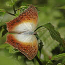 Image of Charaxes fulvescens monitor