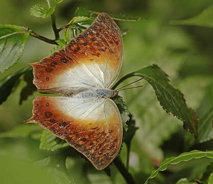 Image of Charaxes fulvescens monitor