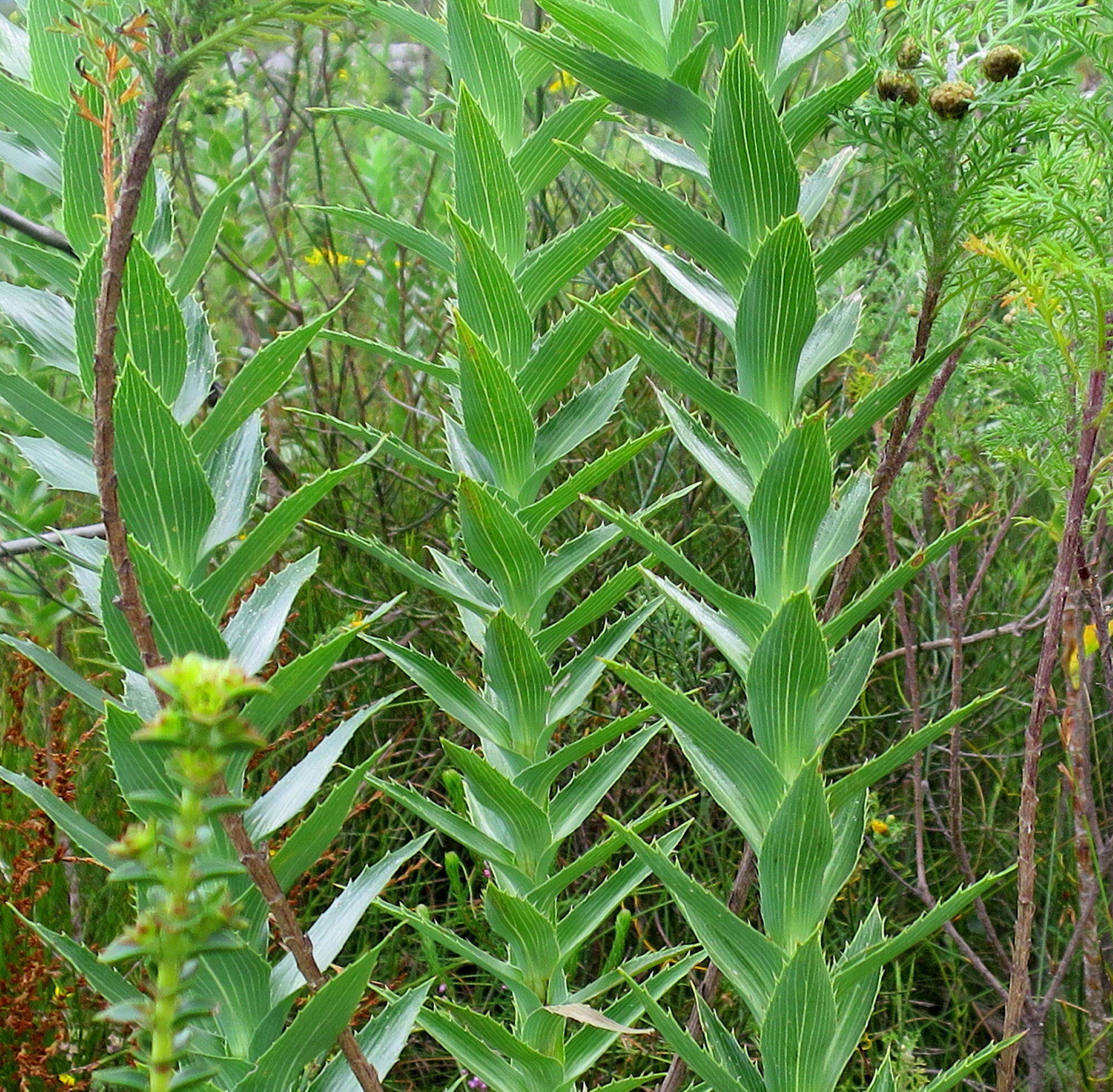 Image of Cliffortia grandifolia Eckl. & Zeyh.