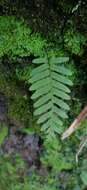 Image de Polypodiodes fieldingiana (Kunze ex Mett.) Fraser-Jenkins, Kandel & Pariyar