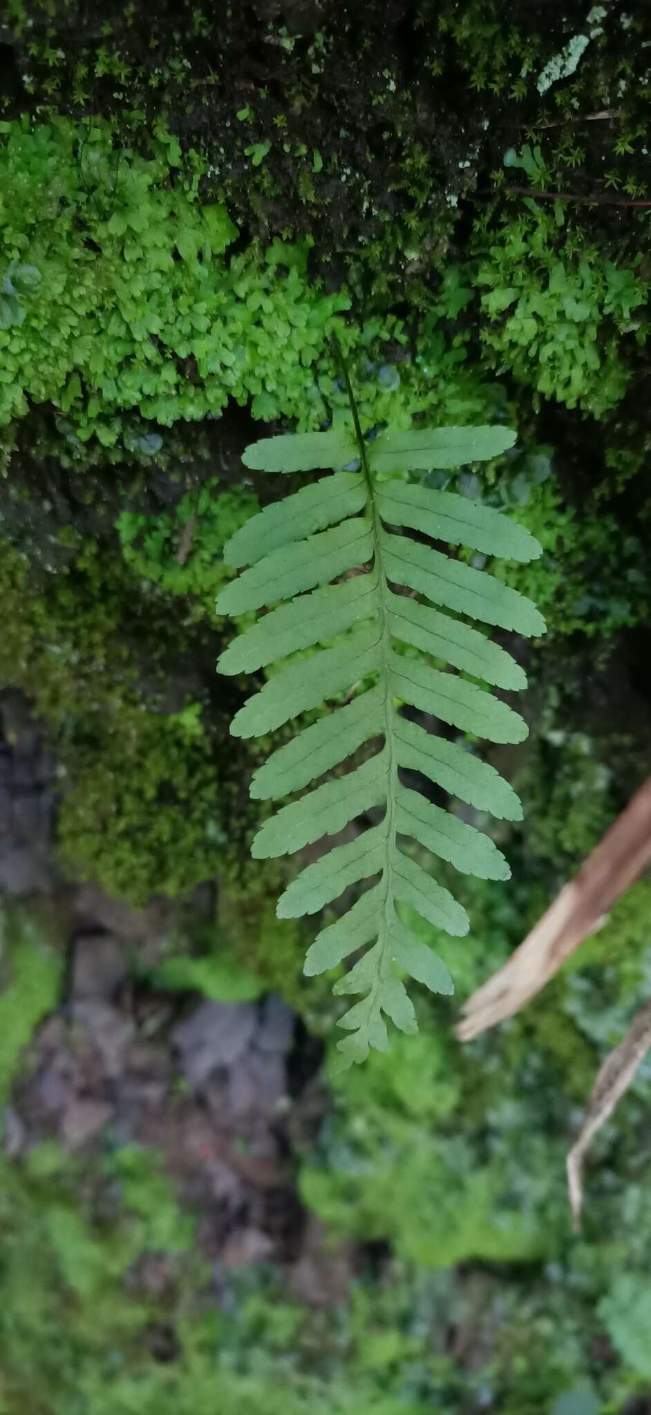 Image of Polypodiodes fieldingiana (Kunze ex Mett.) Fraser-Jenkins, Kandel & Pariyar