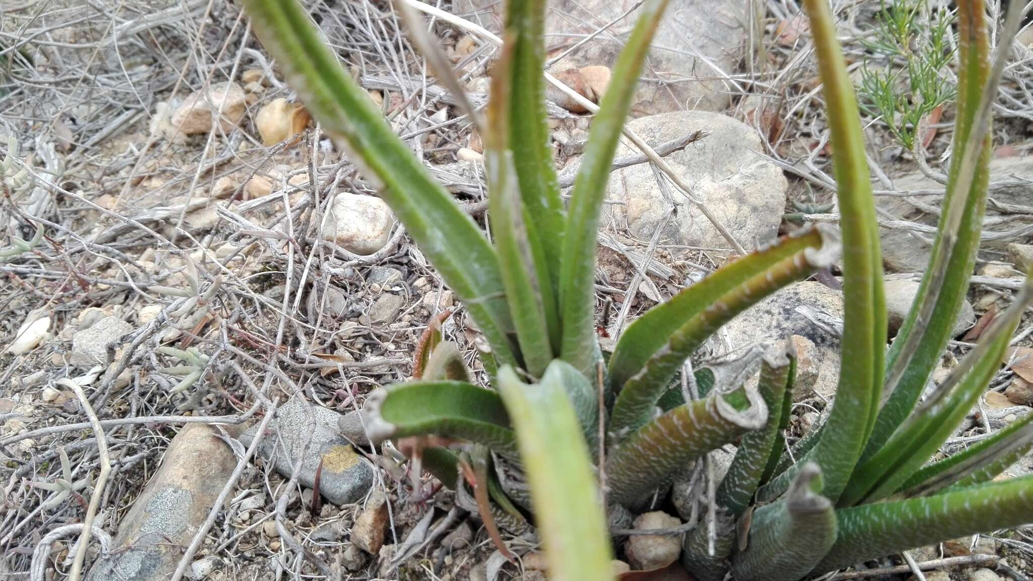 Image of Haworthiopsis longiana (Poelln.) G. D. Rowley