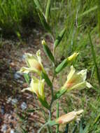 Plancia ëd Gladiolus scullyi Baker