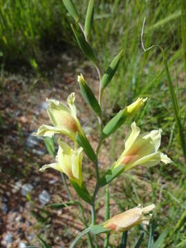 Image of Gladiolus scullyi Baker