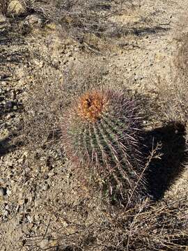 Image of Ferocactus gracilis subsp. gracilis