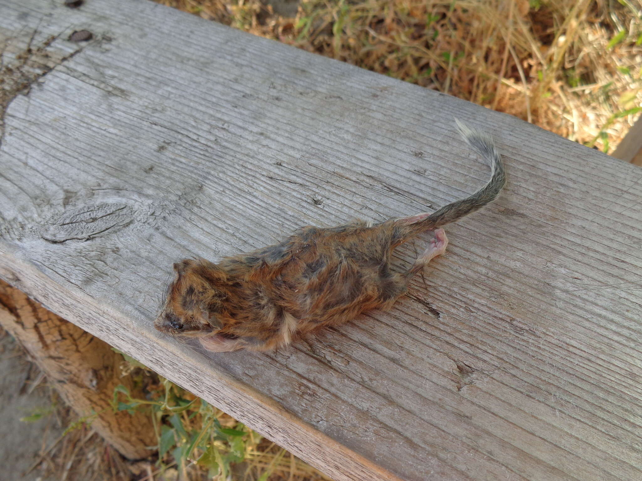 Image of Common Forest Dormouse