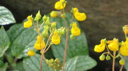 Image of Calceolaria germainii Witasek