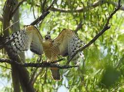 Image of Pacific Baza