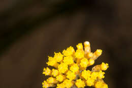 Слика од Helichrysum italicum subsp. microphyllum (Willd.) Nym.