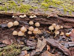 Image de Mycena overholtsii A. H. Sm. & Solheim 1953