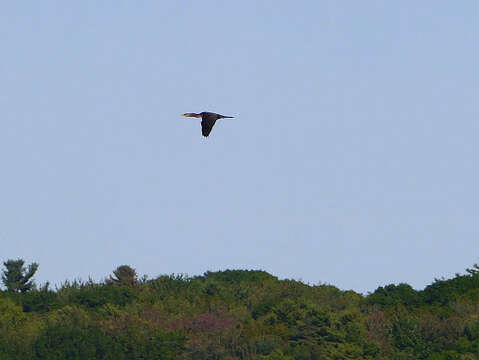 Plancia ëd Phalacrocorax auritus (Lesson & R 1831)