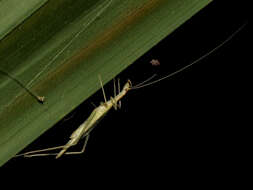 Image of Oecanthus prolatus Walker & T. J. 1967