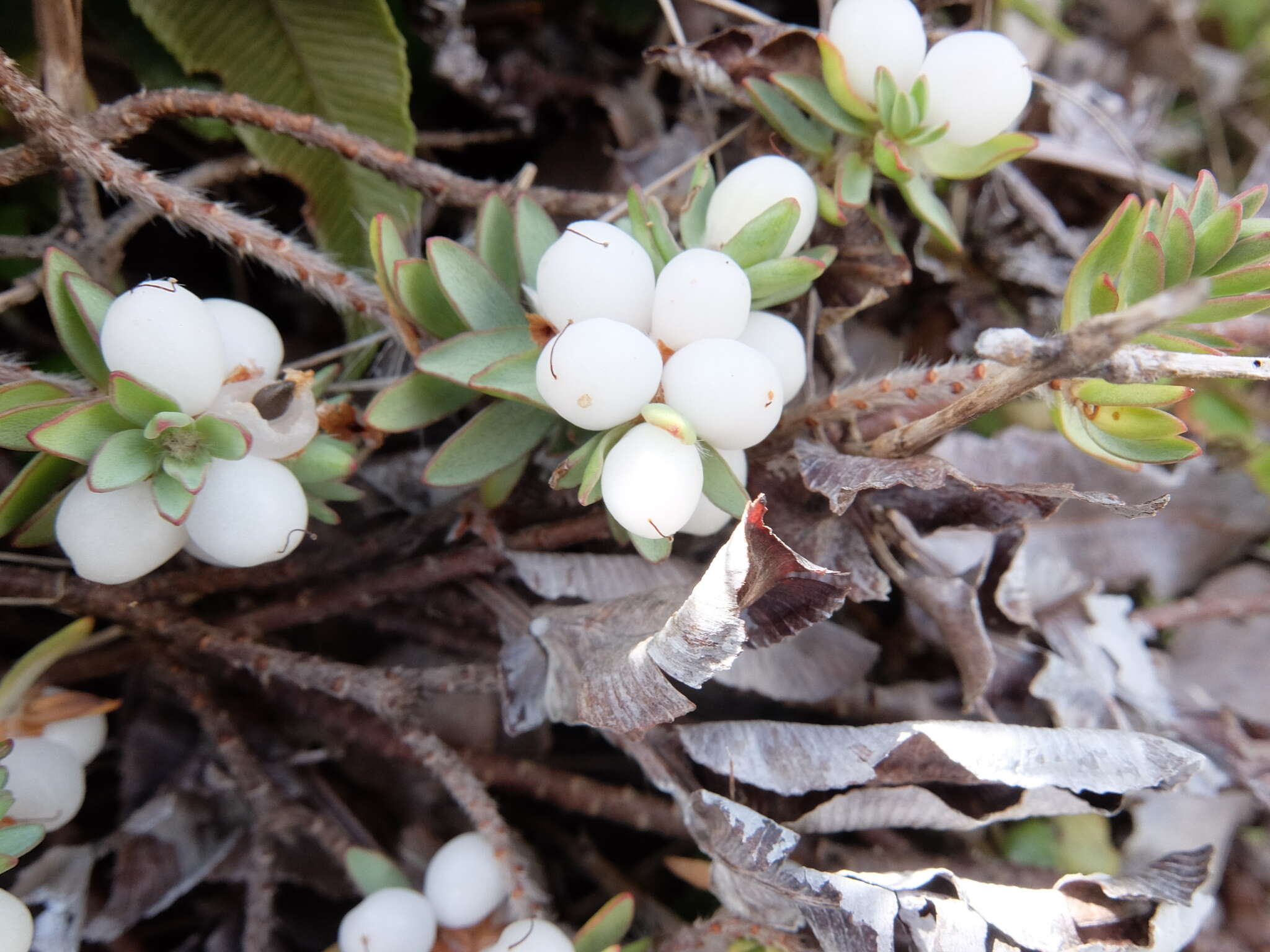 Image of Pimelea prostrata subsp. ventosa C. J. Burrows