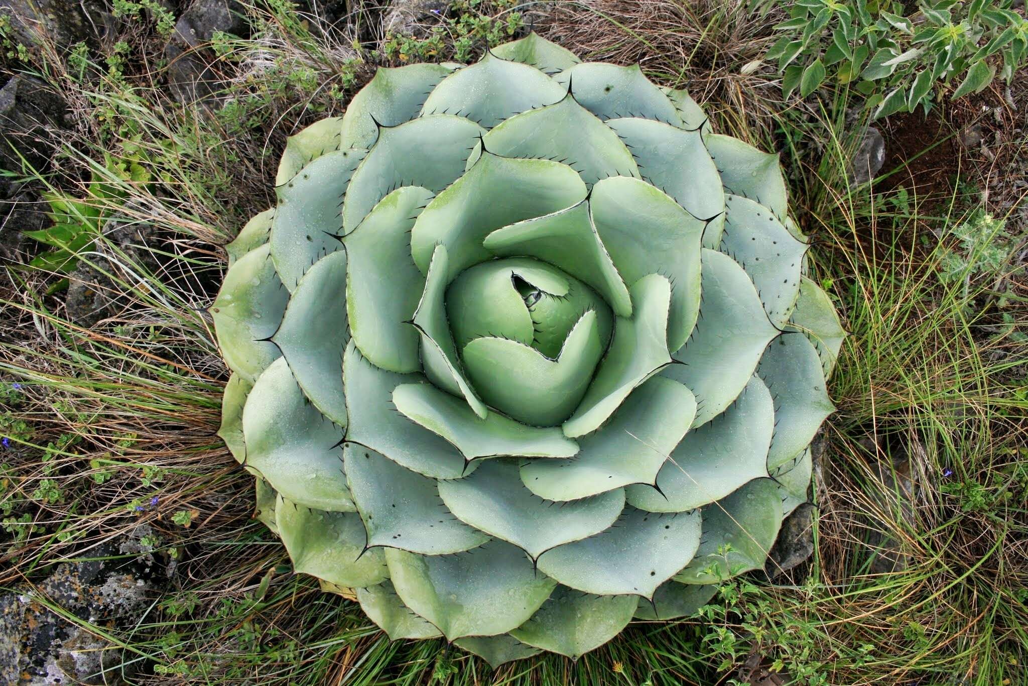 Image of Agave ovatifolia G. D. Starr & Villarreal