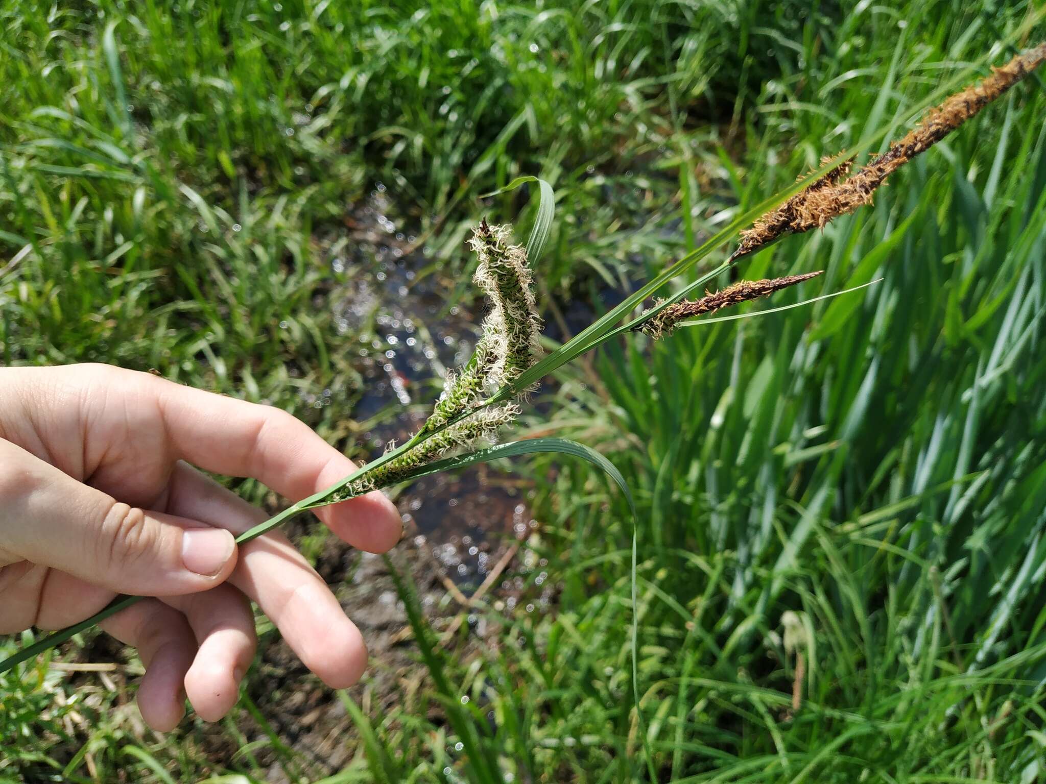 Carex acuta L. resmi