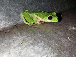 Image of Pink-sided Treefrog