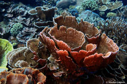 Image of Cabbage Coral