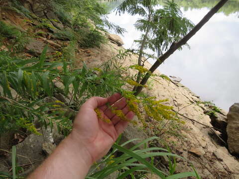 Image of rock goldenrod