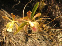 Image of Encyclia alata subsp. virella Dressler & G. E. Pollard