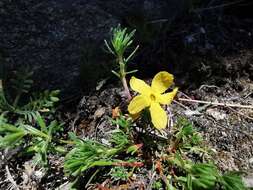 Image of Androsace vitaliana subsp. lepontina (Chiarugi) C. J. Dixon, Gutermann & Schneew.