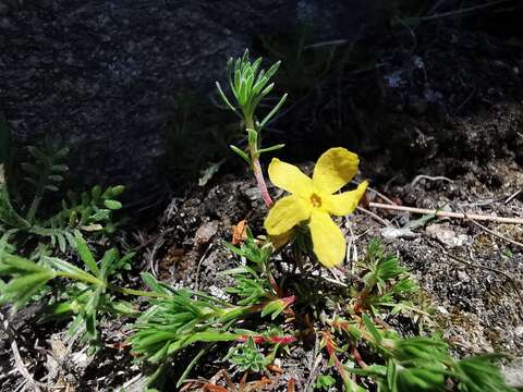 Androsace vitaliana subsp. lepontina (Chiarugi) C. J. Dixon, Gutermann & Schneew. resmi