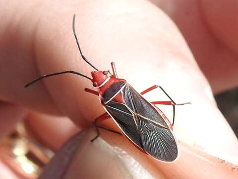 Image of Cotton Stainer