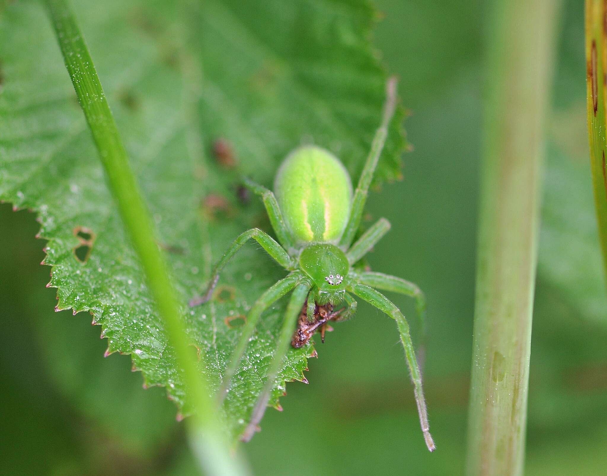 Image of Micrommata virescens (Clerck 1757)