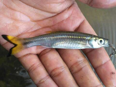 Image of Myer&#39;s silver rasbora