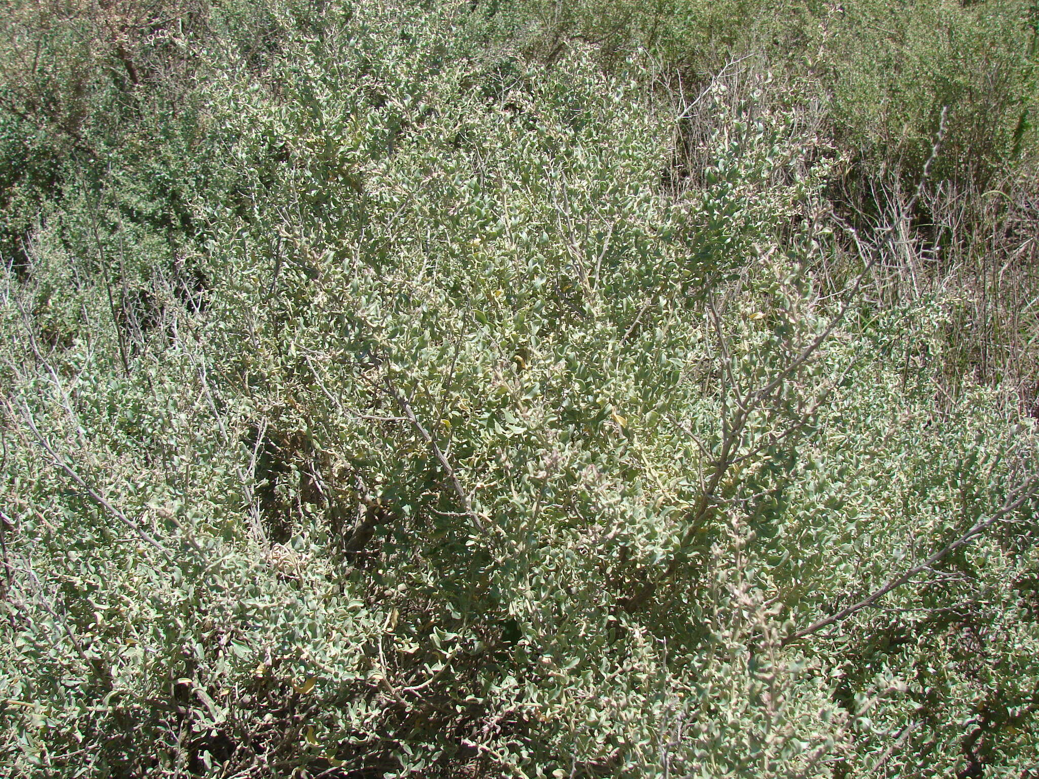 Image of wavy-leaved saltbush