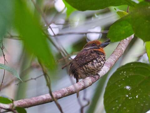 Image of Spotted Puffbird