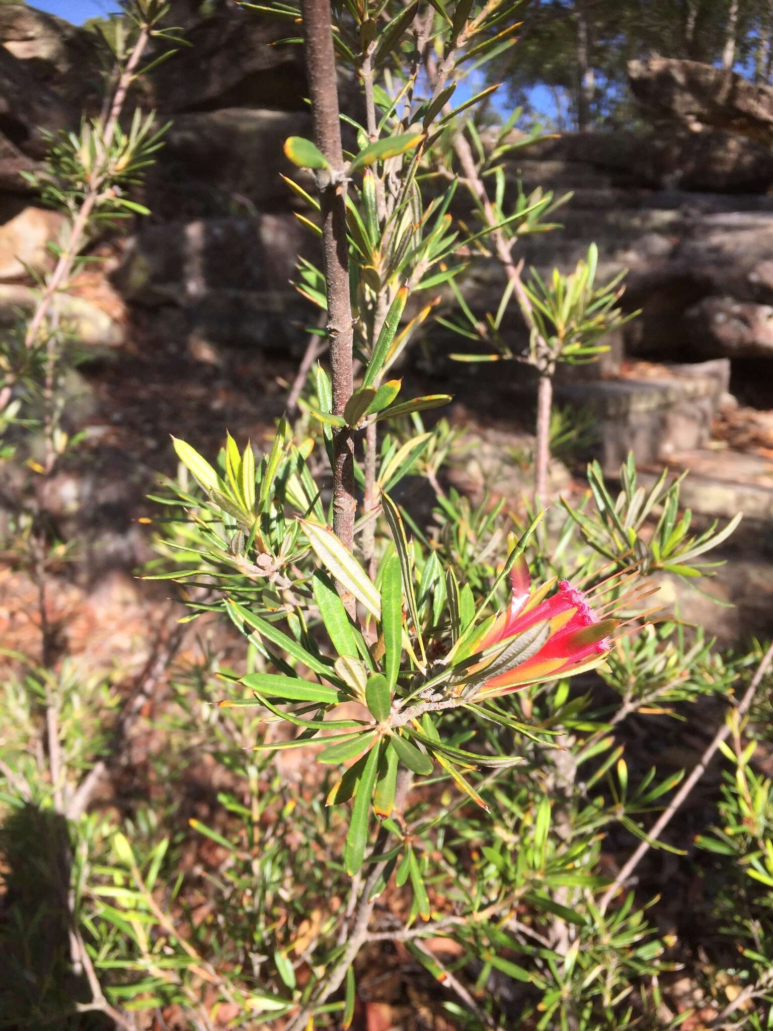 Image of Lambertia formosa Sm.