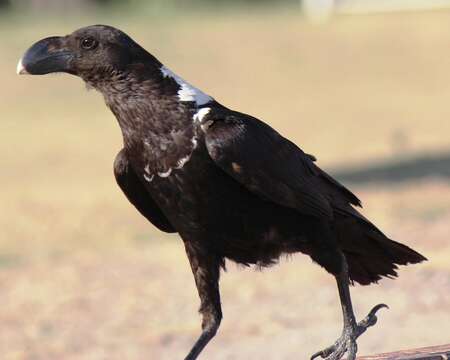 Plancia ëd Corvus albicollis Latham 1790