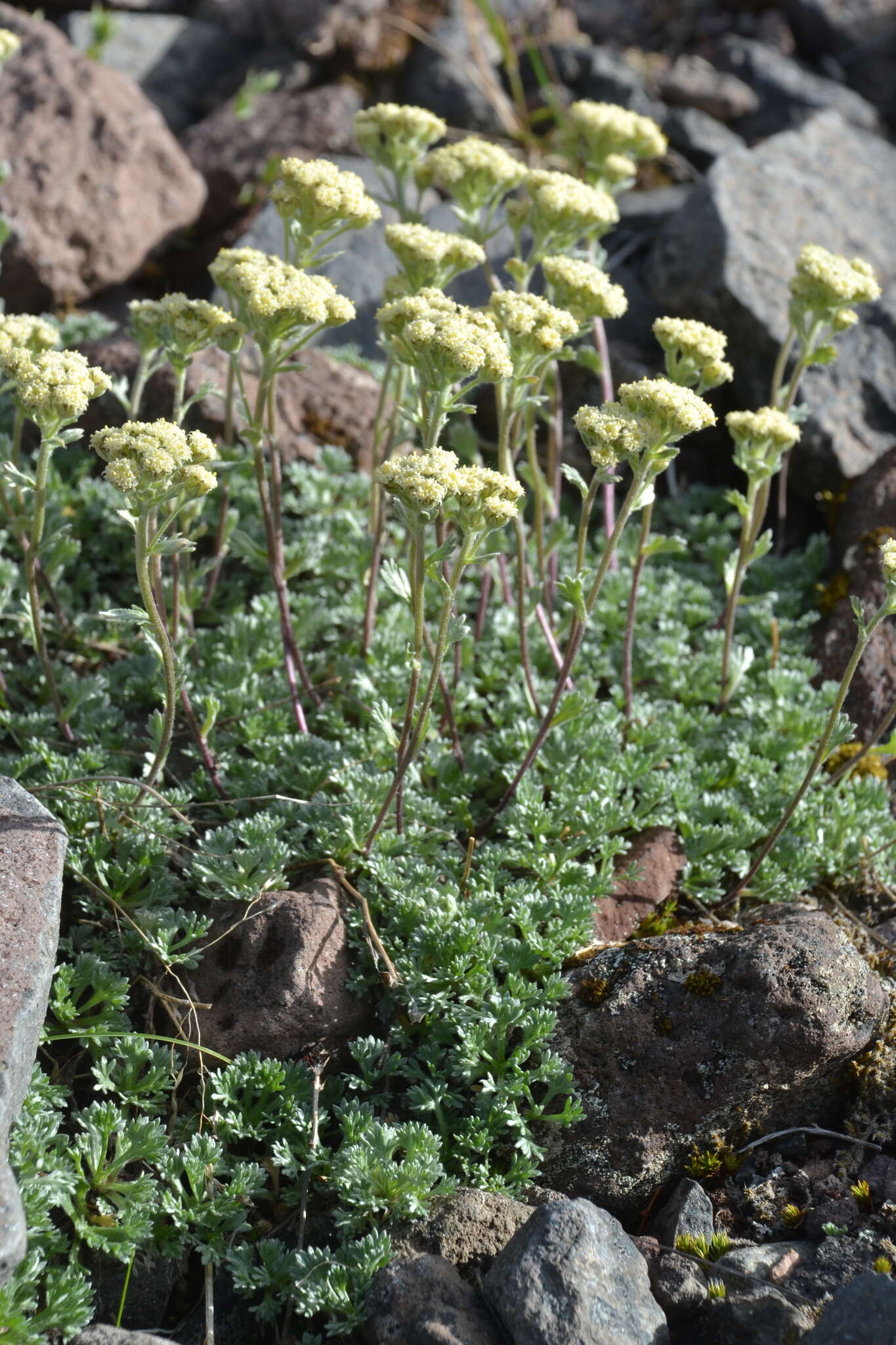 Plancia ëd Artemisia glomerata Ledeb.