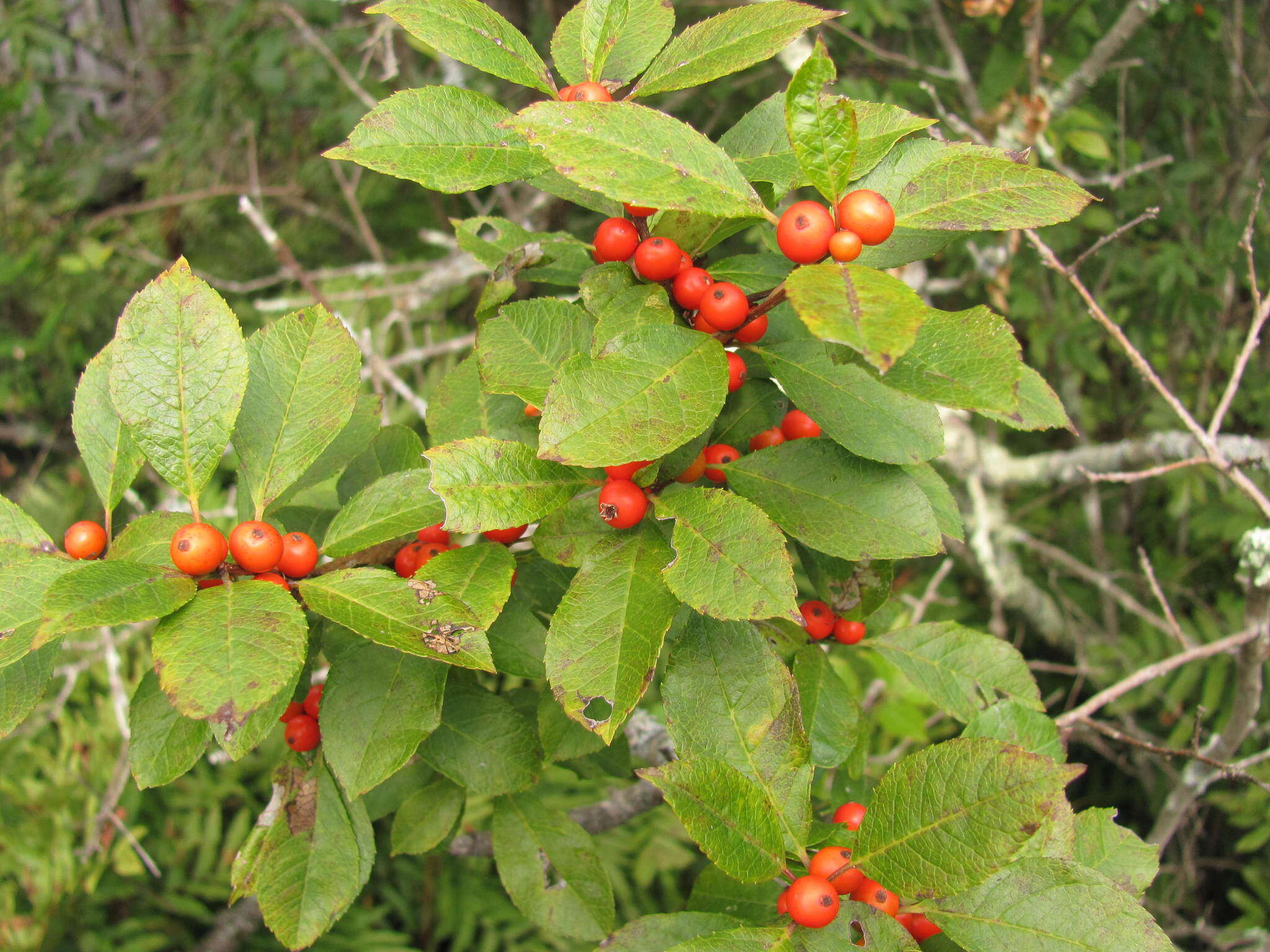 Image of Michigan holly