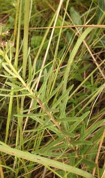 Image de Schizoglossum bidens E. Mey.