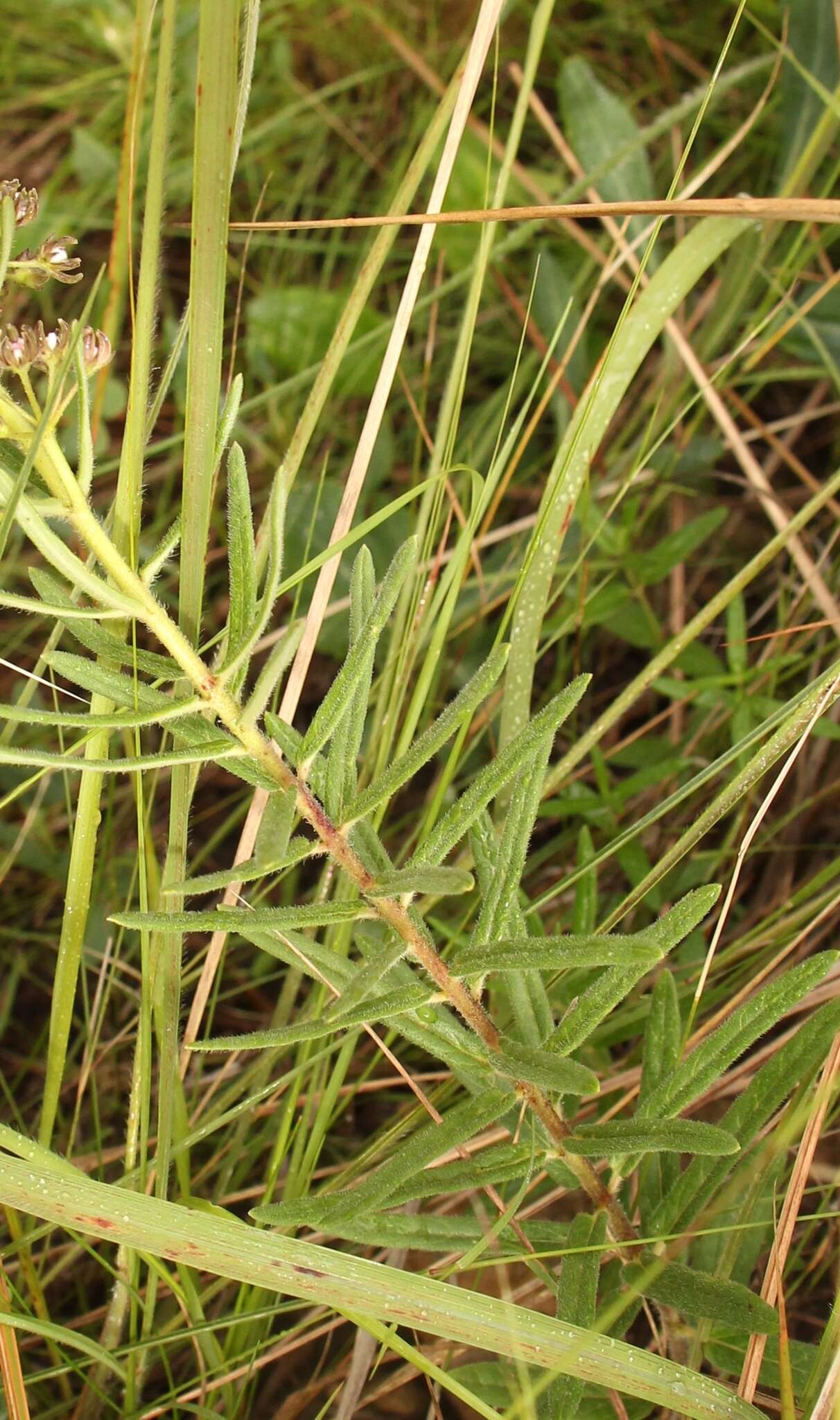 Image of Schizoglossum bidens subsp. atrorubens (Schltr.) Kupicha