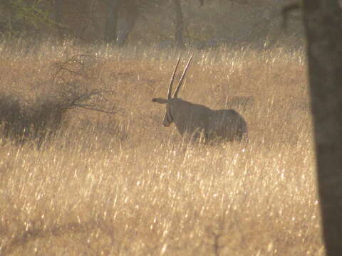 Image of Fringe-eared Oryx