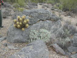 Image of Nichol's hedgehog cactus