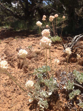 Image of cushion buckwheat