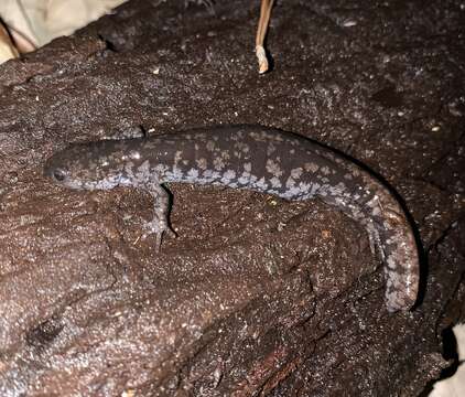 Plancia ëd Ambystoma mabeei Bishop 1928