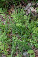 Image of variable sedge