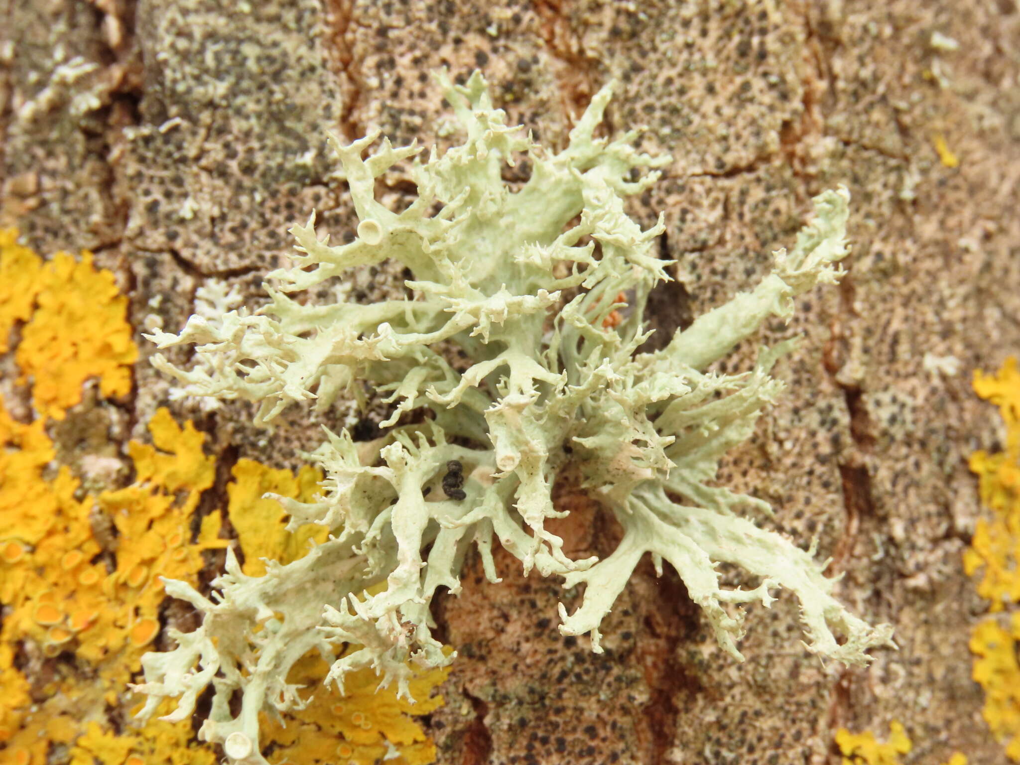 صورة Ramalina fraxinea (L.) Ach.