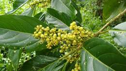 Image of Claoxylon carolinianum Pax & K. Hoffm.