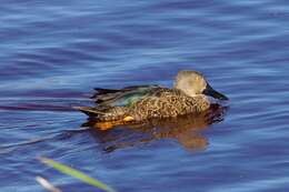 Image of Cape Shoveler