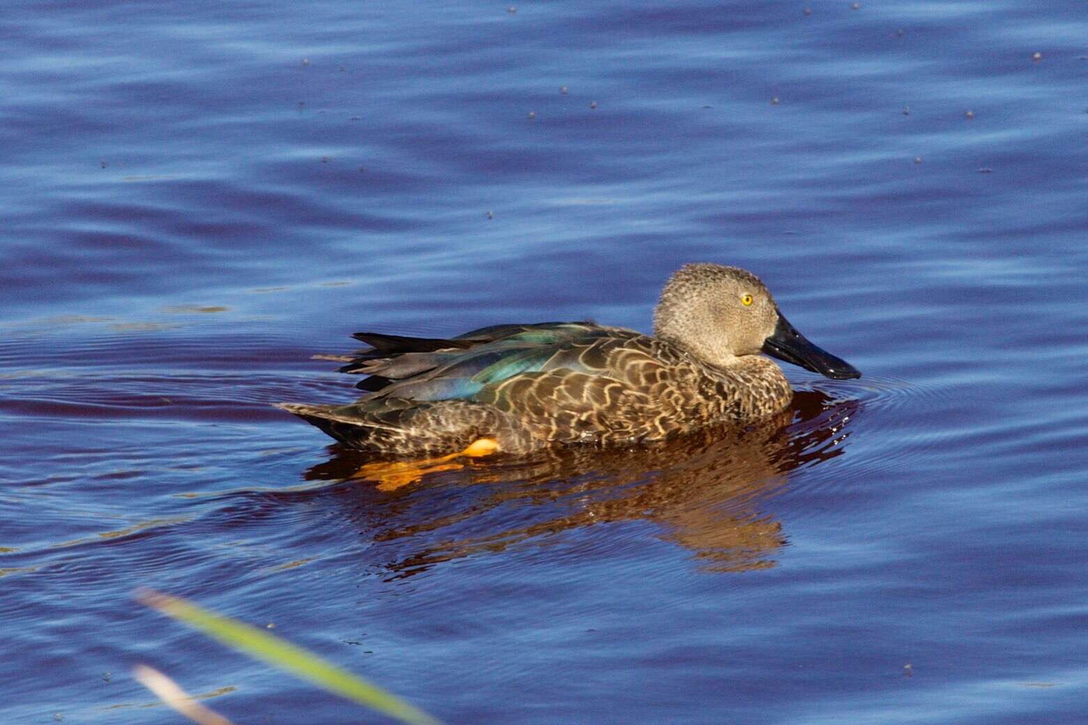 Image of Cape Shoveler