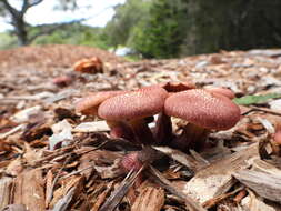 Image of Gymnopilus dilepis (Berk. & Broome) Singer 1951