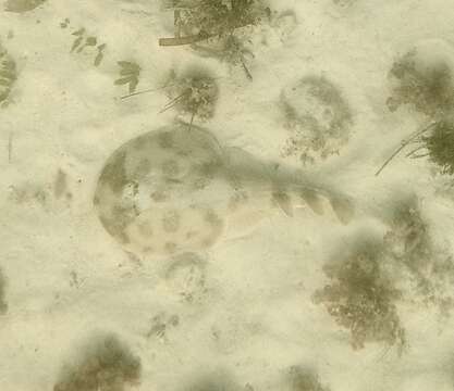 Image of Caribbean Electric Ray
